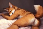 anthro anus backsack balls bed bed_sheet bedding bedding_background bedroom black_nose butt canid canine canis coyote detailed detailed_fur fur furniture genitals inside male mammal orange_eyes presenting presenting_hindquarters smile smiley solo tail tan_body tan_fur white_body white_fur
