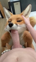 anthro balls black_nose countershade_face countershade_torso countershading fellatio female first_person_view fur genitals hand_on_head human_on_anthro inside interspecies kneeling looking_at_viewer male male/female male_pov on_ground oral orange_body orange_fur penile penis penis_in_mouth sex snout whiskers canid canine human humanoid mammal animated webm