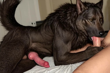 anatomically_correct anatomically_correct_genitalia anatomically_correct_penis animal_genitalia animal_penis anthro balls canine_genitalia canine_penis duo fellatio fur genitals human_on_anthro human_penetrating interspecies knot looking_at_viewer male male/male nude oral penetration penile penis photorealism realistic realistic_fur sex tail tongue chromamancer silverlynx canid canine canis human mammal wolf animated short_playtime webm