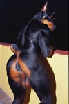 anthro anus backsack balls black_body black_fur brown_body brown_eyes brown_fur fur genitals looking_at_viewer looking_back looking_back_at_viewer male photorealism photorealistic railing short_tail solo unknown_director canid canine canis dobermann domestic_dog mammal pinscher