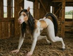 all_fours anthro barn black_hair breasts brown_eyes farm female fur hair hay hooves nipples nude solo stable lewdtf equid equine horse humanoid mammal 3d_(artwork) absurd_res digital_media_(artwork) hi_res