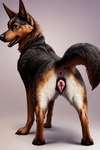 animal_genitalia butt female feral genitals open_mouth solo swollen_pussy tail_up zoophilia jaxx_(director) canid canine canis domestic_dog herding_dog mammal pastoral_dog