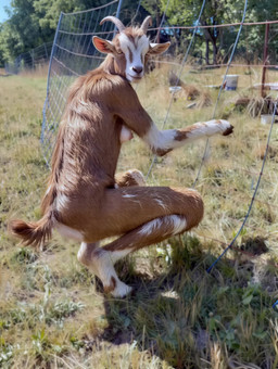 anthro bouncing_breasts bovid_horn breast_squish breasts brown_body brown_fur caprine_horn cloven_hooves crouching_female female fence fur goat_ears goat_horn grass hooves horizontal_pupils horn looking_at_viewer nipples nude nude_female outside plant pupils realistic solo sound_effects squish tail tongue tree white_body white_fur sound_warning zabern bovid caprine goat mammal absurd_res animated hi_res short_playtime sound webm