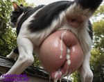 animal_genitalia animal_pussy anus big_anus big_pussy black_and_white_fur bodily_fluids building butt canine_genitalia canine_pussy creampied cum cum_drip cum_in_pussy cum_inside dripping female feral fur gaping gaping_anus genital_fluids genitals huge_anus hyper hyper_genitalia hyper_pussy looking_at_viewer looking_back looking_back_at_viewer macro multicolored_body multicolored_fur photorealism photorealistic plant presenting presenting_hindquarters presenting_pussy pussy quadruped raised_tail rooftop solo tree two_tone_body two_tone_fur rudderbuttai(director) domestic_cat felid feline felis mammal tuxedo_cat hi_res