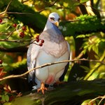 beak bodily_fluids detailed_background excessive_genital_fluids excessive_pussy_juice feathers female feral forest genital_fluids genitals nature nature_background plant pussy pussy_juice solo tree white_body white_feathers yellow_beak lungfish1223 avian bird columbid pigeon 1:1 colored hi_res