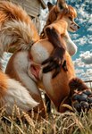 anthro anus bangs braided_hair breasts butt close-up farm female female_focus field fox_ears fox_tail fur genitals green_eyes hair kneeling_on_ground low-angle_view multicolored_body multicolored_fur natural_lighting nature nature_background nipples nose nude orange_body orange_fur orange_hair photorealism photorealistic ponyrealism_(model) presenting presenting_hindquarters pussy realistic_fur realistic_lighting rear_view solo spread_pussy spreading white_body kittysasha sienna_(kittysasha) canid canine fox mammal absurd_res hi_res