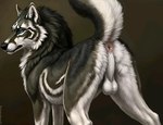 absurd_res anatomically_correct anus backsack bahamabean balls canid canine canis feral genitals hi_res link_(wolf_form) male mammal raised_tail solo wolf