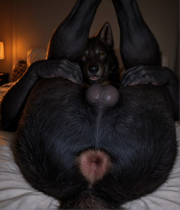 anthro anus balls bed bedroom black_balls black_body black_fur butt claws detailed_anus detailed_fur fur furniture genitals holding_leg inside legs_up looking_at_viewer lying male on_back pillow presenting presenting_anus presenting_hindquarters raised_leg realistic realistic_fur solo teeth delken canid canine canis mammal wolf detailed hi_res