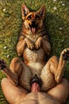 ahegao anatomically_correct anatomically_correct_genitalia anatomically_correct_pussy animal_genitalia animal_pussy bed bedroom_eyes bestiality bodily_fluids brown_body brown_fur canine_genitalia canine_pussy cheek_tuft claws cum cum_drip cum_inside cum_on_penis dripping drooling duo facial_tuft female female_focus female_on_human female_penetrated feral feral_penetrated first_person_view fluffy fluffy_fur fluffy_tail from_front_position fur furniture genital_fluids genitals grass human_on_feral human_penetrating human_penetrating_female human_penetrating_feral inner_ear_fluff inside interspecies looking_at_viewer looking_pleasured lying lying_on_bed male male/female male_on_feral male_penetrating male_penetrating_female male_penetrating_feral male_pov missionary_position narrowed_eyes neck_tuft on_back on_bed open_mouth outdoors outside pawpads paws penetration penis plant pussy pussy_juice raised_tail realistic realistic_fur saliva seductive sex spread_legs spreading submissive submissive_female teeth tongue tongue_out tuft vaginal vaginal_penetration yellow_eyes protokebab canid canine canis domestic_dog german_shepherd herding_dog human mammal pastoral_dog absurd_res hi_res