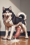 animal_genitalia animal_penis big_penis bodily_fluids canine_genitalia canine_penis cum feral genital_fluids genitals huge_penis male muscular penis solo canid canine canis domestic_dog husky mammal nordic_sled_dog spitz hi_res