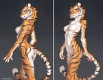 anthro breasts butt collage_(artwork) female fur looking_at_viewer looking_back looking_back_at_viewer looking_up medium_breasts navel nippleless pose rear_view simple_background skinny solo spread_arms standing stripes tail cruzneale1 felid mammal pantherine tiger absurd_res hi_res