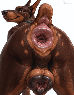all_fours animal_genitalia animal_pussy anthro anus anus_focus big_anus big_pussy canine_genitalia canine_pussy female feral genitals looking_at_viewer looking_back presenting presenting_anus presenting_pussy puffy_anus pussy rear_view smile smiling_at_viewer solo view_from_below aurugy canid canine canis dobermann domestic_dog mammal pinscher hi_res