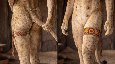 anthro anus_peek beads butt female genitals leather_straps photorealism pussy solo tail teats tribal tribalcat felid feline lion mammal pantherine hi_res