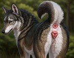 absurd_res anatomically_correct anatomically_correct_genitalia animal_genitalia animal_pussy anus bahamabean canid canine canine_genitalia canine_pussy canis female feral genitals hi_res looking_at_viewer mammal pussy raised_tail seductive solo wolf