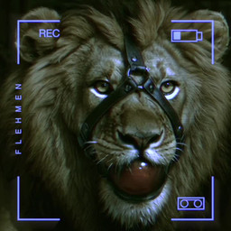 anthro ball_gag bdsm bondage bound feral flehmen gag gagged male realistic realistic_fur realistic_lighting recording solo sound_effects felid lion mammal pantherine 1:1 animated detailed portrait short_playtime sound stable_diffusion watermark webm