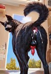 anal_orgasm animal_genitalia animal_penis anus anus_focus balls bestiality black_balls black_body black_fur bodily_fluids butt butt_focus canine_genitalia canine_penis cum cum_in_ass cum_inside cum_on_butt feral fur gaping gaping_anus genital_fluids genitals inside looking_at_viewer looking_back looking_back_at_viewer looking_pleasured low-angle_view male penis pink_anus presenting presenting_anus presenting_hindquarters raised_tail red_penis solo potato_salad canid canine canis domestic_dog mammal tail hi_res