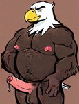 accipitrid accipitriform anthro avian bald_eagle balls beak bird bodily_fluids body_hair brown_body brown_feathers chest_hair claws conchiglie dripping eagle eyebrows feathers genital_fluids genitals hand_on_leg humanoid_genitalia humanoid_penis looking_at_viewer male musclegut muscular muscular_male navel nipples overweight penis precum precum_drip sea_eagle simple_background solo tail_feathers white_body white_feathers yellow_beak yellow_eyes