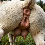 animal_genitalia animal_pussy anus breasts close-up crotch_breasts crotch_focus female feral fur genitals grass nude outdoors photo photorealism plant presenting puffy_anus pussy realistic realistic_feral rear_view solo teats white_body wool_(fur) sheep_fucker bovid caprine mammal sheep