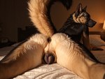 anatomically_correct anatomically_correct_genitalia anatomically_correct_pussy animal_genitalia animal_pussy anthro anus bed canine_genitalia canine_pussy female furniture genitals inside looking_back lying on_bed on_front photorealism photorealistic pussy raised_tail rear_view solo director_yiffy canid canine canis domestic_dog german_shepherd herding_dog mammal pastoral_dog