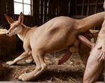 anal anal_penetration barn bestiality duo feral hay human_on_feral interspecies male male/male male_on_feral male_penetrated male_penetrating male_penetrating_feral male_penetrating_male penetration sex today_(director) human kangaroo macropod mammal marsupial absurd_res hi_res huge_filesize