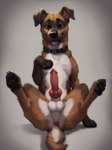 absurd_res animal_genitalia animal_penis anus balls bedroom_eyes black_nose brown_body brown_eyes brown_fur butt canid canine canine_genitalia canine_penis canis collar collar_only domestic_dog erection feral floppy_ears fur genitals gradient_background hand_on_chest hi_res inviting knot looking_at_viewer male mammal narrowed_eyes nude open_mouth open_smile penis pink_anus presenting presenting_anus presenting_hindquarters presenting_penis red_penis seductive shuffur simple_background smile smiling_at_viewer solo spread_legs spreading tongue tuft white_body white_fur