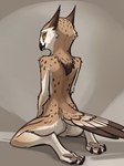 amber_eyes ambiguous_gender anthro avian beak bird brown_body claws feathers featureless_crotch fluffy hi_res kneeling looking_at_viewer oldhroft owl pawpads raised_tail rear_view simple_background solo spots spotted_body tail_feathers tuft