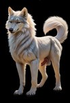 absurd_res akora_(feralfurry) arctic_wolf balls canid canine canis curled_tail feral feralfurry fur genitals hi_res knot looking_at_viewer male mammal smile solo white_body white_fur wolf