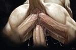 anal anal_penetration bestiality bodily_fluids butt cum double_anal double_penetration female feral genital_fluids genitals group male male/female penetration penis pussy triple_penetration vaginal vaginal_penetration hyperion felid human lion mammal pantherine