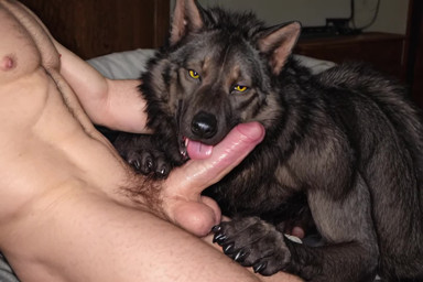 animal_genitalia animal_penis anthro balls bed bedroom big_penis black_body black_fur black_nose canine_genitalia canine_penis claws duo fellatio fur furniture genitals huge_penis human_on_anthro inside interspecies licking looking_at_viewer male male/male nipples nude oral penile penis penis_lick photorealism pink_nipples pubes realistic realistic_fur sex teeth tongue tongue_out yellow_eyes chromamancer markrhey canid canine canis human mammal wolf animated hi_res webm