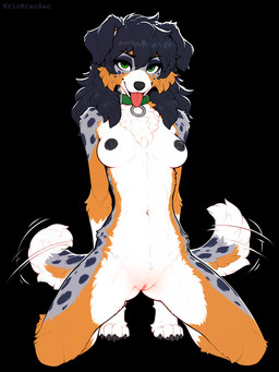 anthro black_background black_hair black_nipples breasts breath casual_nudity collar female genitals green_eyes hair kneeling looking_at_viewer medium_breasts multicolored_body nipples panting paws pussy simple_background solo spots spotted_body submissive submissive_female tail_motion tailwag tongue tongue_out krickracsac australian_shepherd canid canine canis collie domestic_dog herding_dog mammal pastoral_dog sheepdog absurd_res hi_res