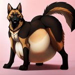 ambiguous_gender belly big_belly black_body black_fur brown_body brown_fur canid canine canis digitigrade domestic_dog feral fur german_shepherd herding_dog hyper hyper_belly mammal motherli pastoral_dog pregnant solo