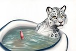 bathing felid feline genitals male mammal pantherine penis snow_leopard solo water