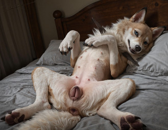 anatomically_correct anatomically_correct_genitalia anatomically_correct_pussy animal_genitalia animal_pussy anus bed bed_sheet bedding bedroom bedroom_eyes black_claws black_nose blue_eyes canine_genitalia canine_pussy claws curtains darkened_genitalia darkened_pussy digitigrade ear_markings ears_up facial_markings female feral fur fur_markings furniture genitals head_markings inner_ear_fluff inside looking_at_viewer lying markings multi_nipple multicolored_body narrowed_eyes nipples on_back on_bed open_mouth pawpads paws photorealism pillow pink_nipples presenting presenting_anus presenting_pussy prick_ears pussy quadruped realistic_feral seductive solo spikes spikes_(anatomy) spread_legs spreading tan_body tan_fur teeth tuft wall_(structure) whisker_spots whiskers white_body white_fur zerphy nintendo pokemon canid canine canis generation_7_pokemon lycanroc mammal midday_lycanroc pokemon_(species) 2025 hi_res signature