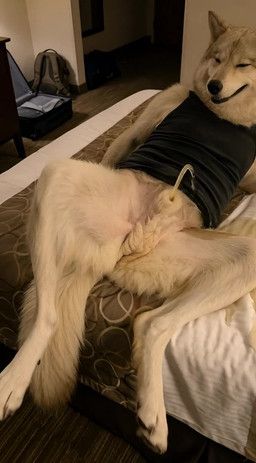 anatomically_correct anatomically_correct_genitalia animal_genitalia anthro backpack balls bed bedroom bodily_fluids bottomwear camera_movement claws clothed clothing detailed_fur fluffy_balls front_view fully_sheathed fur furniture genital_fluids genitals grey_body grey_fur inside looking_at_viewer luggage male muscular muscular_anthro muscular_male neck_tuft nipples on_bed on_sofa partially_clothed pawpads paws peeing photorealism reaching_towards_viewer realistic realistic_fur realistic_lighting sheath shorts shorts_down sitting sitting_on_sofa sofa solo spread_legs spreading tail tan_body tan_fur teeth tuft undressing urine urine_stream watersports zoom_in delken serrano canid canine canis mammal wolf animated detailed hi_res short_playtime webm