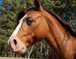 anthro brown_body brown_fur eyeshadow female fur long_neck makeup mane solo thick_neck transformation girlswithsnouts equid equine horse mammal hi_res