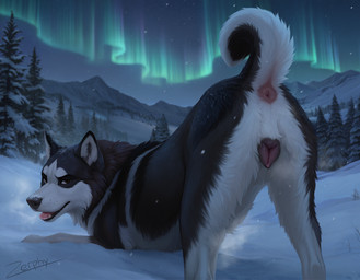 anatomically_correct anatomically_correct_genitalia anatomically_correct_pussy animal_genitalia animal_pussy anus aurora_borealis black_body black_fur black_nose brown_eyes butt canine_genitalia canine_pussy curled_tail evergreen_tree female feral fur genitals inner_ear_fluff looking_at_viewer multicolored_body multicolored_fur night pine_tree pink_anus pink_tongue plant presenting presenting_anus presenting_hindquarters presenting_pussy pussy snow snow_on_ground snowy_trees solo tongue tree tuft two_tone_body two_tone_fur white_body white_fur white_inner_ear_fluff zerphy canid canine canis domestic_dog husky mammal nordic_sled_dog spitz 2025 alternate_version_at_source hi_res signature
