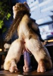 all_fours anus dildo dildo_insertion female feral genitals photo pussy realistic rear_view sex_toy sex_toy_insertion sitting solo tail_up animalshenmi domestic_ferret mammal mustela mustelid musteline true_musteline hi_res