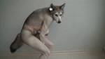 anthro big_breasts breasts brown_nipples crouching crouching_female ear_tag female floor fluffy fluffy_tail fur grey_body grey_fur hanging_breasts inside looking_at_viewer nipples nude realistic solo standing tile tile_floor yellow_eyes zabern canid canine canis mammal wolf animated hi_res webm
