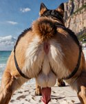 animal_genitalia animal_penis anus backsack balls beach butt canine_penis erection feral genitals harness male penis perineum presenting presenting_hindquarters seaside solo redfoxthing_idk canid canine canis domestic_dog german_shepherd herding_dog mammal pastoral_dog