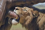 bodily_fluids cum cum_in_mouth cum_inside duo fellatio feral genital_fluids male male/male oral penile sex hyperion felid lion mammal pantherine unknown_species animated hi_res webm