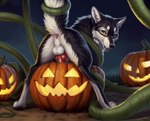 anatomically_correct anatomically_correct_genitalia animal_genitalia animal_penis anus balls bound butt canid canine canine_genitalia canine_penis canis detailed detailed_background detailed_fur director_firewolf feral food fruit furryrock_(model) genitals hi_res jack-o'-lantern knot looking_at_viewer looking_back looking_back_at_viewer male mammal night paws penis plant presenting presenting_hindquarters pumpkin raised_tail sky solo star starry_sky vine_tentacles vines wolf