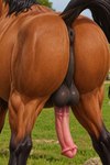 animal_genitalia animal_penis anus balls butt equine_penis erection feral genitals grass male penis plant rasied_tail solo angry_puppy equid equine horse mammal hi_res