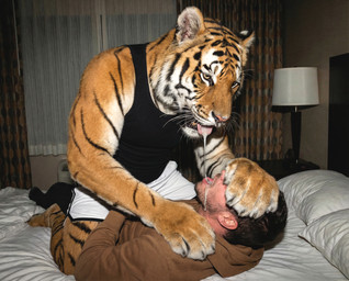 anthro bed bedroom bodily_fluids bottomwear clothed clothing curtains detailed_fur dominant dominant_anthro dripping drooling drooling_on_partner duo ear_piercing facial_piercing fur furniture hand_on_face hoodie hotel_room human_on_anthro inside interspecies kneeling looking_at_another looking_at_partner lying_on_back male male/male muscular muscular_anthro muscular_male nose_piercing obscured_eyes obscured_face on_top open_mouth orange_body orange_fur pants photorealism piercing realistic realistic_fur realistic_lighting saliva saliva_drip saliva_on_face saliva_on_tongue saliva_string shirt shorts size_difference straddling striped_body striped_fur stripes tail tank_top tongue tongue_out topwear delken felid human mammal pantherine tiger detailed hi_res