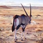 1:1 antelope antelope_horn bovid bovid_horn colored countershading desert detailed detailed_background female feral fur gemsbok genitals grazing_antelope hi_res horn lungfish1223 mammal nature nature_background oryx pussy solo tongue tongue_out white_body white_countershading