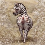 1:1 anus colored detailed detailed_background equid equine female feral fur genitals hi_res lungfish1223 mammal plains_zebra presenting pussy raised_tail solo striped_body striped_fur stripes tongue tongue_out zebra