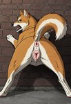 angry_expression animal_genitalia animal_pussy anus back_alley canine_pussy female feral genitals pussy solo whizthesheepdog_(director) ellie_(whizthesheepdog) canid canine canis domestic_dog mammal shiba_inu spitz hi_res