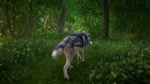 feral fluffy fluffy_tail forest fur grass grey_body grey_fur male plant shrub sniffing solo tree walking walking_away white_body white_fur yiffybee canid canine canis mammal wolf animated webm