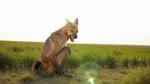 animal_genitalia animal_pussy anthro breasts canine_genitalia canine_pussy canine_teeth digitigrade female fur genitals grassland navel orange_body orange_fur pussy short_tail sitting_on_ground small_breasts solo zabern canid canine mammal maned_wolf absurd_res animated hi_res huge_filesize webm