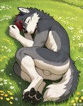 anthro balls black_claws black_pawpads casual_nudity claws curled_up eyes_closed fetal_pose flower fur genitals grass grey_body grey_fur highlights_(coloring) male meadow pawpads plant red_highlights sleeping solo acadus canid canine canis mammal wolf hi_res