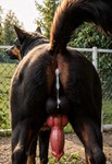 after_anal anatomically_correct anatomically_correct_genitalia anatomically_correct_penis animal_genitalia animal_penis anus anus_focus balls bestiality black_balls bodily_fluids butt butt_focus canine_genitalia canine_penis close-up cum cum_drip cum_from_ass cum_in_ass cum_inside dripping feral fluffy genital_fluids genitals knot male multicolored_body nature nature_background park penis pink_anus raised_tail realistic_feral rear_view red_penis solo potato_salad canid canine canis domestic_dog mammal hi_res